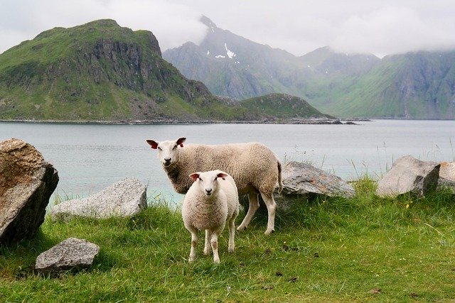 Pecore e Montagne - BillionerAds